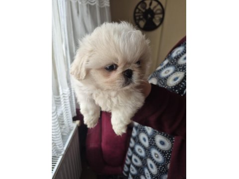 Gerçek İmperial Pekinezler