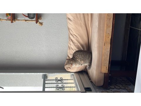 Duman British Shorthair Prenses