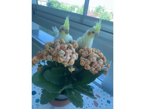 Ele Alışkın Yavru Sultan Papağanı