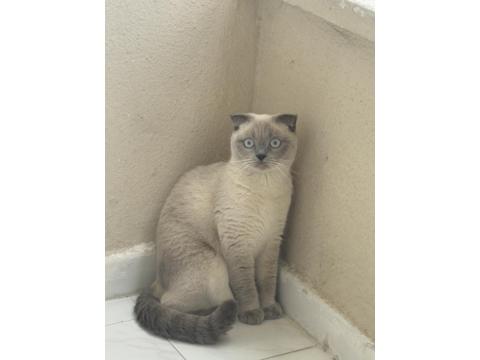 1 Yaşında Dişi Kedimiz Blue Point Kısır Değil