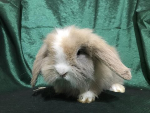A Kalitede Hollanda Teddy Lop Tavşan