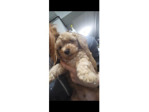 11 Aylık Erkek Toy Poodle