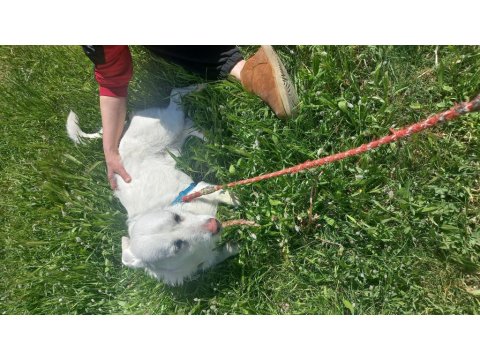 Köpeğimiz Luka Ya Acil Yuva