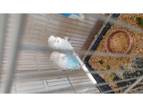 Show Yavru Muhabbet Kuşu