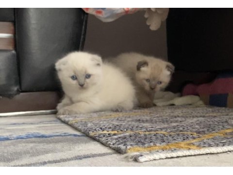 Bluepoint Yavru Kediler 1,5 Aylık