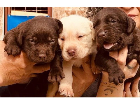 Labrador Arıyorsanız Bu Yavrular Size Göre!