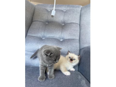 Blue Point Dişi Yavru British Shorthair