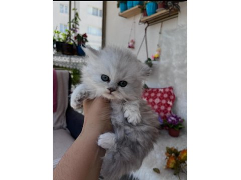 British Longhair Erkek Silver Yeşil Göz