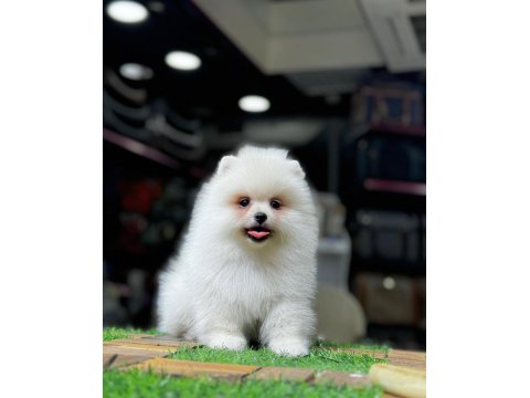 Orijinal Pomeranian Boo