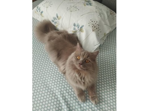 Çiftleşme İlanıdır