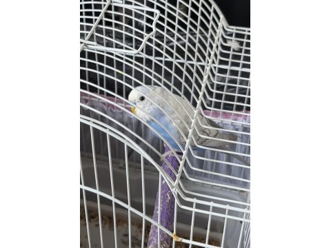 1 Adet Erkek Yavru 6 Aylık Muhabbet Kuşu Ve 2 Adet Kuş Kafesi