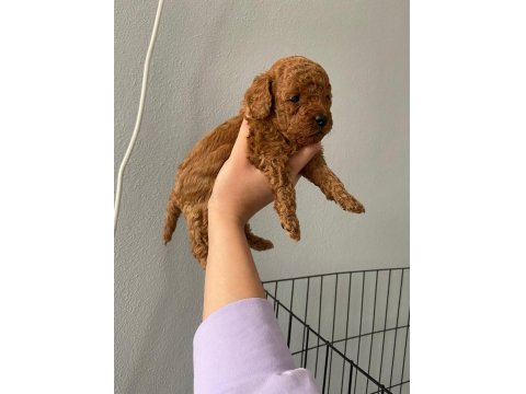 Toy Poodle 9 Mart Doğumlu