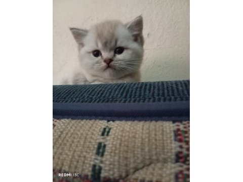 Efsane British Shorthair Yavrularım
