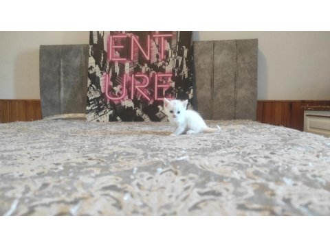 Lilac Ve Beyaz Renkli British Yavrular