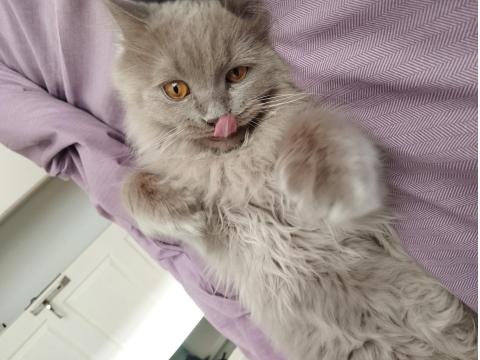 Çiftleşme İlanıdır