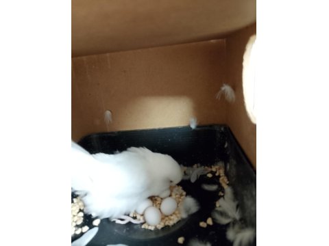 Yumurtalı Çift Sağlam Kan Muhabbet Kuşu