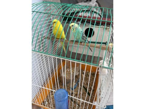 2 Tane Eşleşmiş 1 Tane Yavru Muhabbet Kuşu