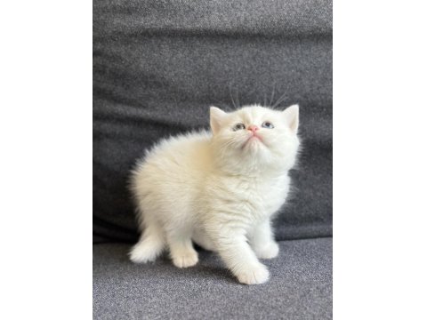 Kartopu British Shorthair Bebekler