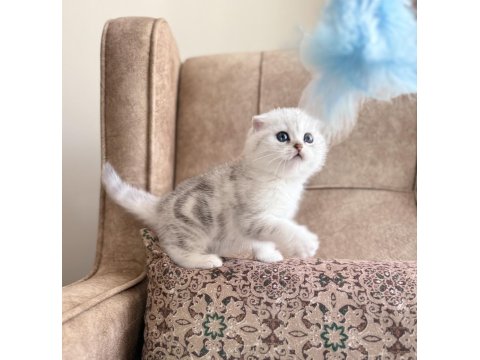 Seçkin Ailelere Özel Wcf Kayıtlı Scottish Fold Yavrumuz