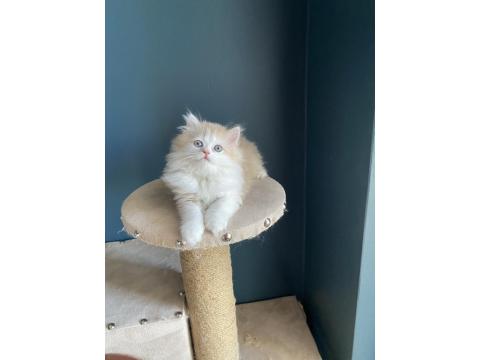 Bicolour Safkan British Longhair Kardeşler