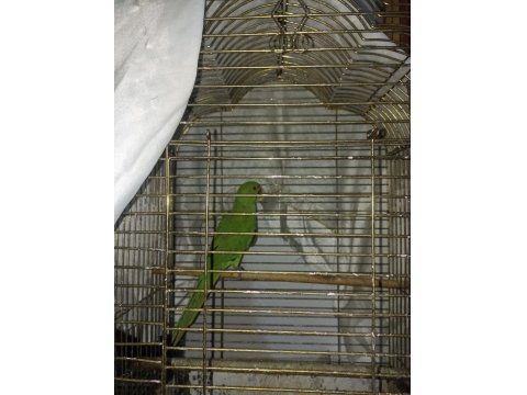 8-9 Aylık Pakistan Papağanı Erkek