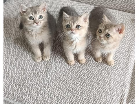 3 Yakışıklı British Shorthair Yavrumuz Oyuncu Ve Sevgi Dolular