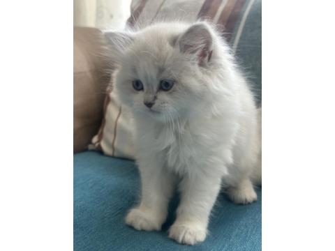 1.5 Aylık Mavi Gözlü British Longhair Yavru