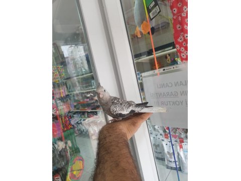 Wifi Pied Sultan Papağanı Tahminen Erkek