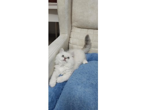 Yakışıklı Oyuncu British Longhair Oğlum