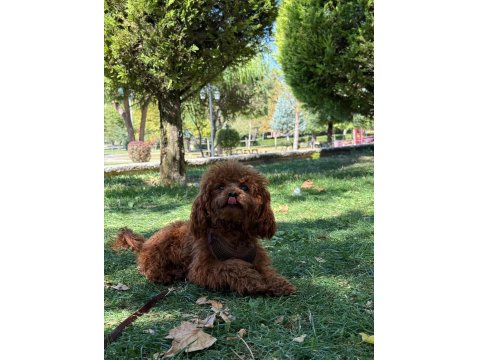 Kore Poodle Köpeğime Eş Bulma İlanıdır