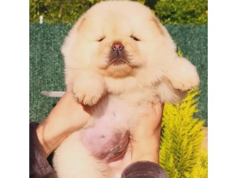 Irk Garantili Chow Chow Yavru Köpekler