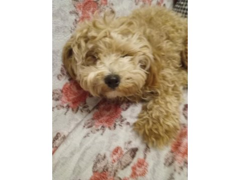 1 Yaşında Dişi Poodle