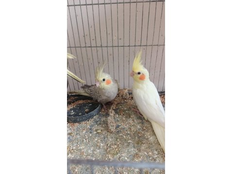 Her Renk Yavru Sultan Papağanı