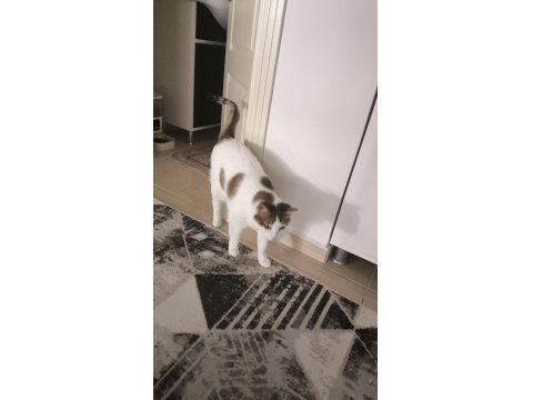 Kedimiz Karamelimize Acil Yuva Arıyoruz