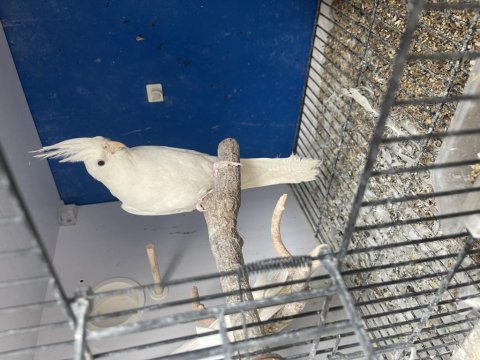 Toplu Mutasyon Sultan Papağanı Takımlar Ve Ekipmanlar