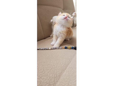 Kaliteli British Shorthair Kediler