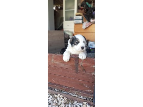 Safkan Alabay Yavrular