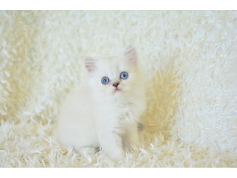 Boncuk Gözlü Silver British Longhair