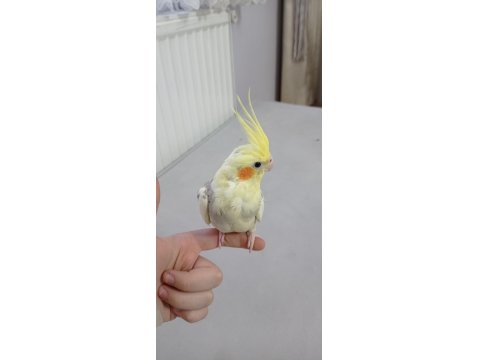 Erkek Yavru Sultan Papağanı 3 Aylık Ele Alışık Evcil