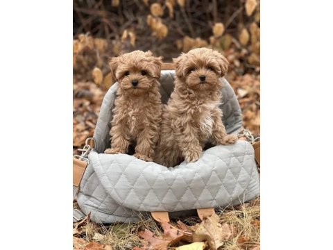 Kahverengi Maltipoo Yavrularımız