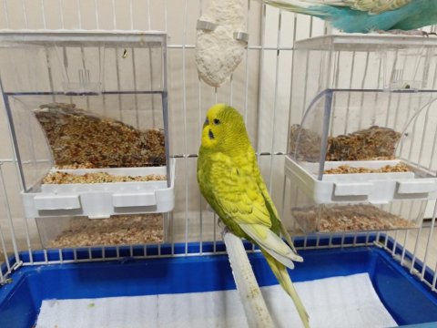 Evcil Ve Alışkındır Çocuklu Aileler Ve Üreticiler İçin On Numara Fiyat