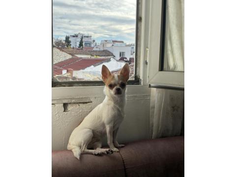 Dişi Tea Cup Yetişkin Chihuahua