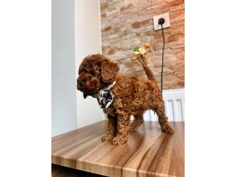 Toy Poodle Köpeği Yavrularımız