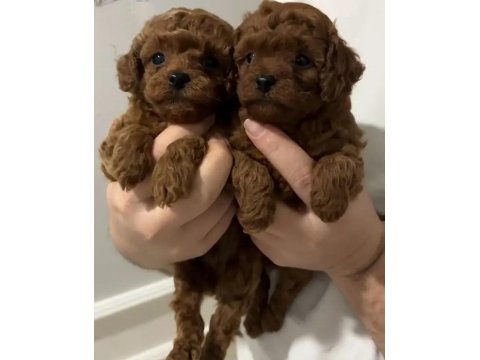 Irk Ve Sağlık Garantili Poodle Bebekler