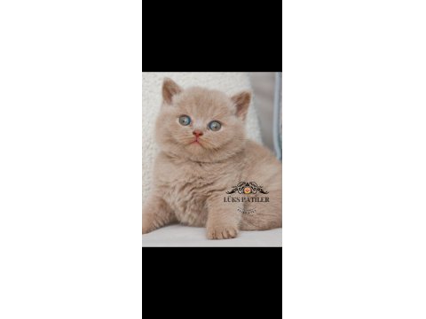 Mavişim Lilac British Shorthair