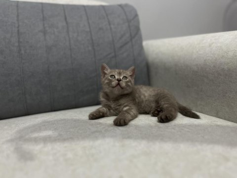 British Shorthair Yavruları