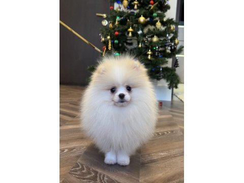Üst Düzey Erkek Pomeranian Boo
