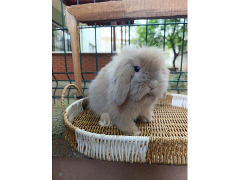 Hollanda Teddy Lop 35 Günlük Tavşan Yavrular