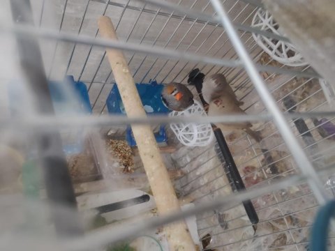 Ev Sıcaklığında Beslenen Hint Bülbülleri 1-2-3 Aylık