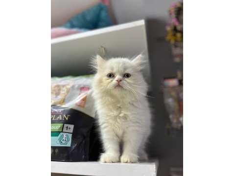 Kalite British Longhair Bebek Teslime Hazır